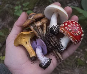Image of mushrooms laying on hand